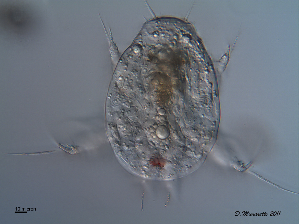 Nauplio di Copepode